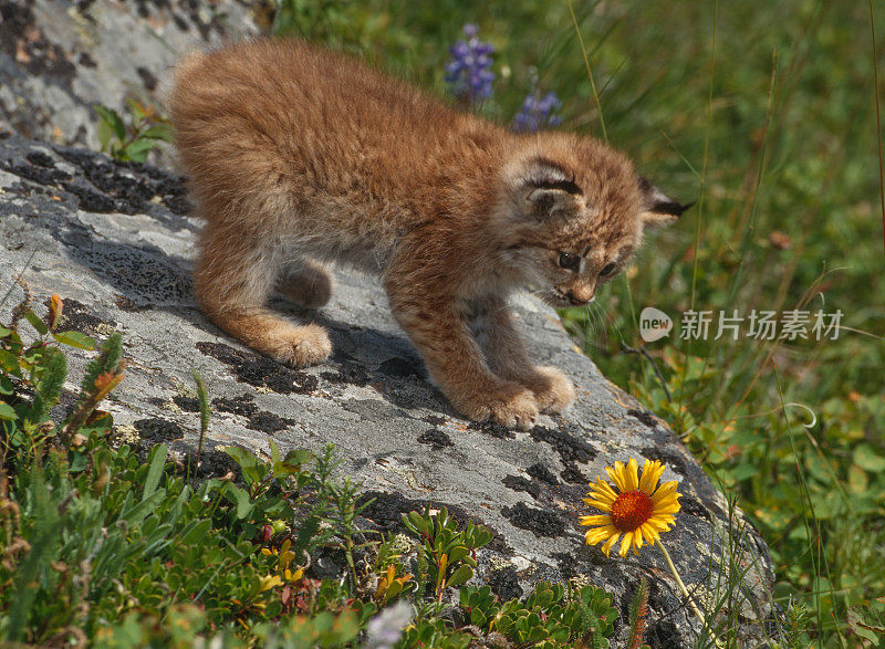 加拿大猞猁(lynx canadensis)，或加拿大猞猁，是一种中型的北美猞猁，分布在阿拉斯加，加拿大和美国北部地区。Kalispell、蒙大拿。一朵野花旁边的岩石上一只小猫。